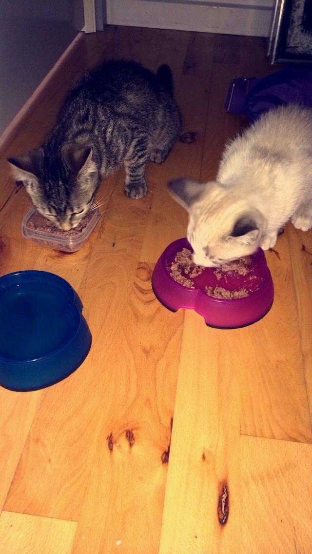 Blanding af racer Simba billede 3