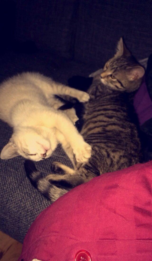 Blanding af racer Simba billede 4