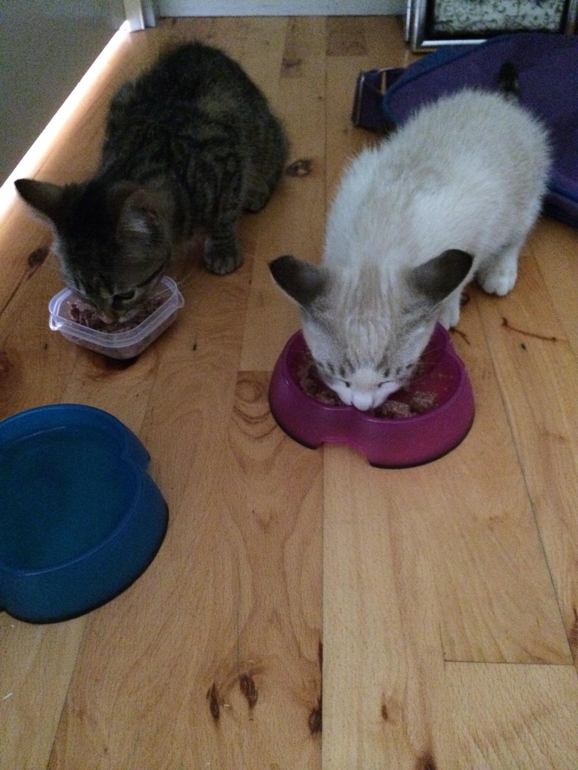 Blanding af racer Simba billede 5