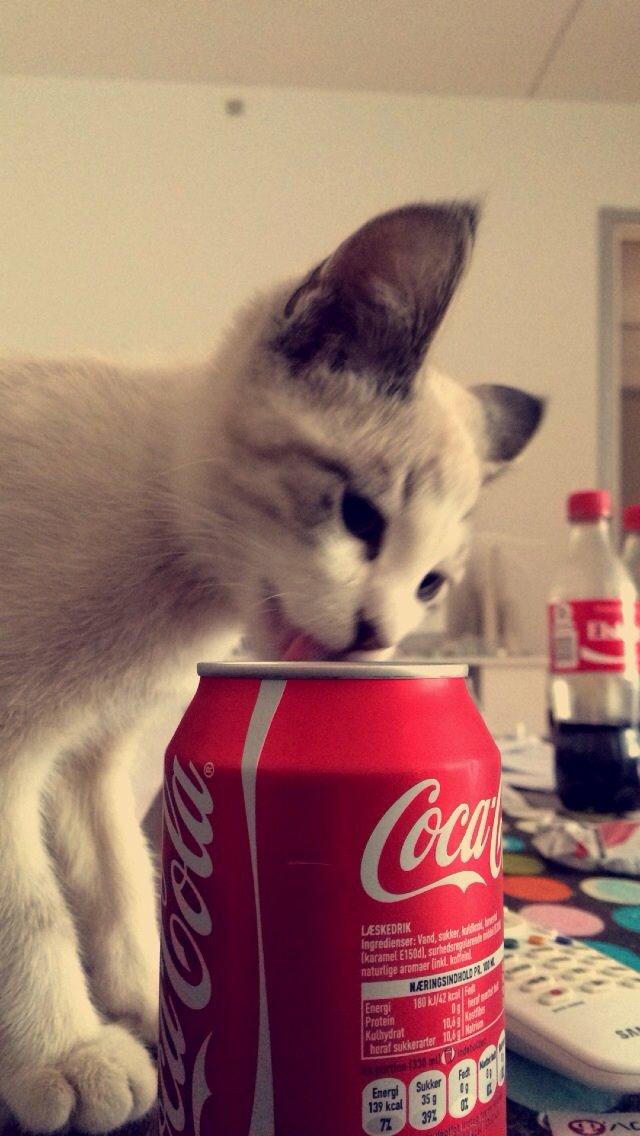 Blanding af racer Simba billede 6