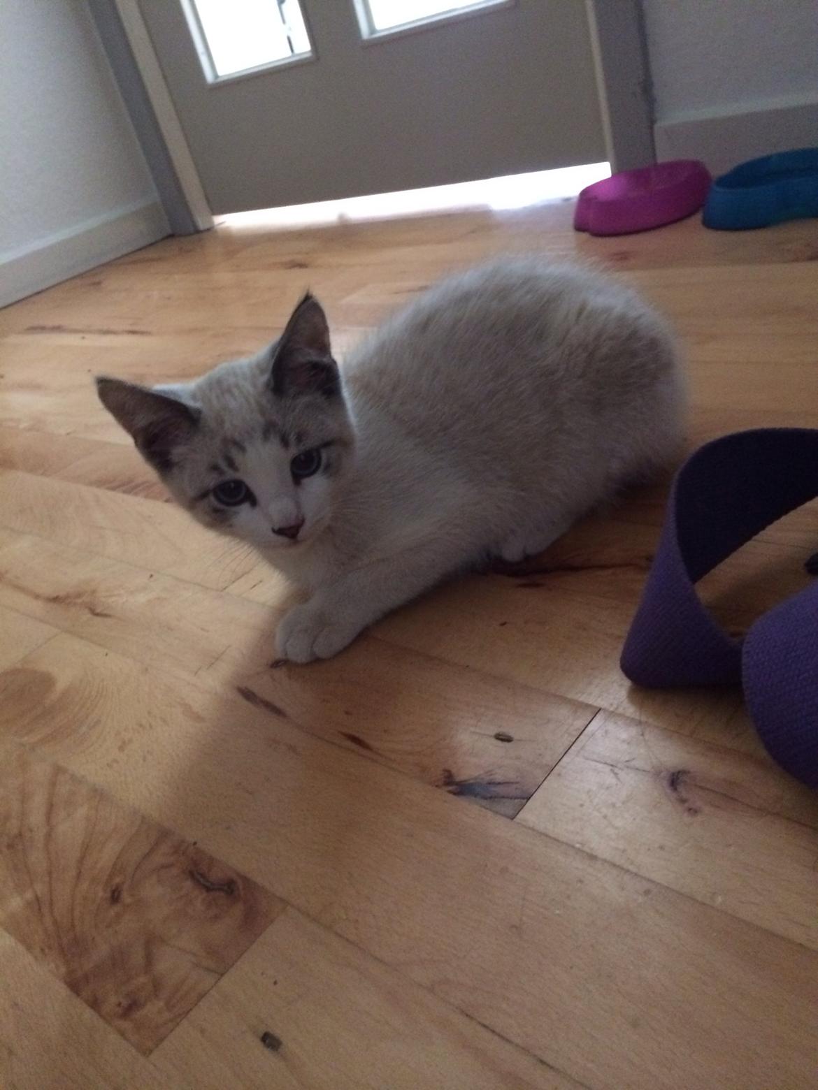 Blanding af racer Simba billede 7