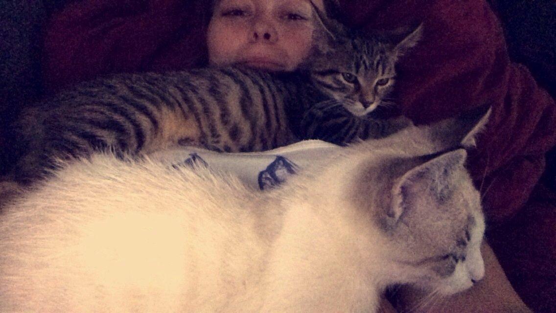 Blanding af racer Simba billede 9