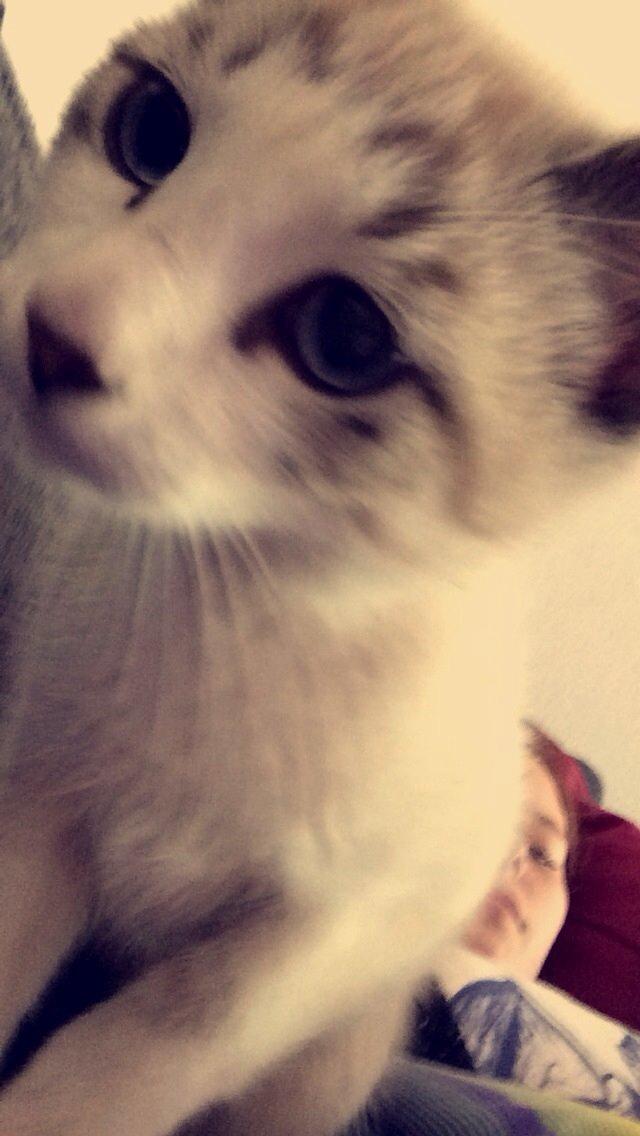 Blanding af racer Simba billede 10