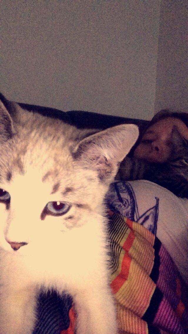 Blanding af racer Simba billede 8