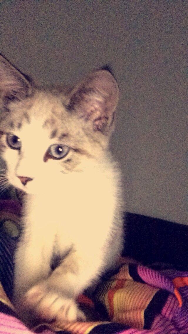 Blanding af racer Simba billede 11