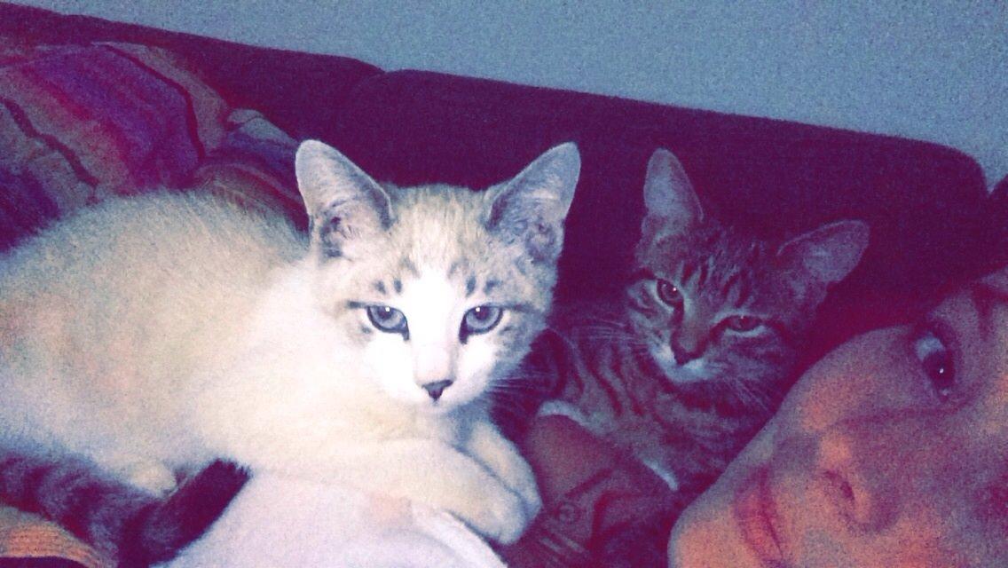 Blanding af racer Simba billede 12