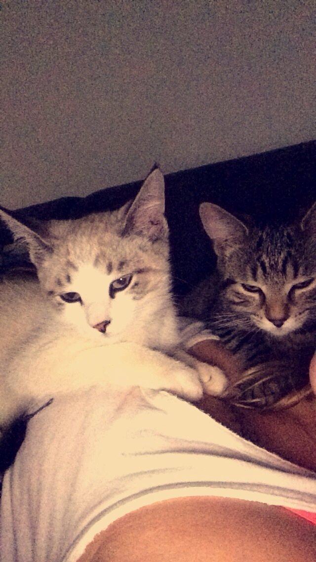 Blanding af racer Simba billede 13