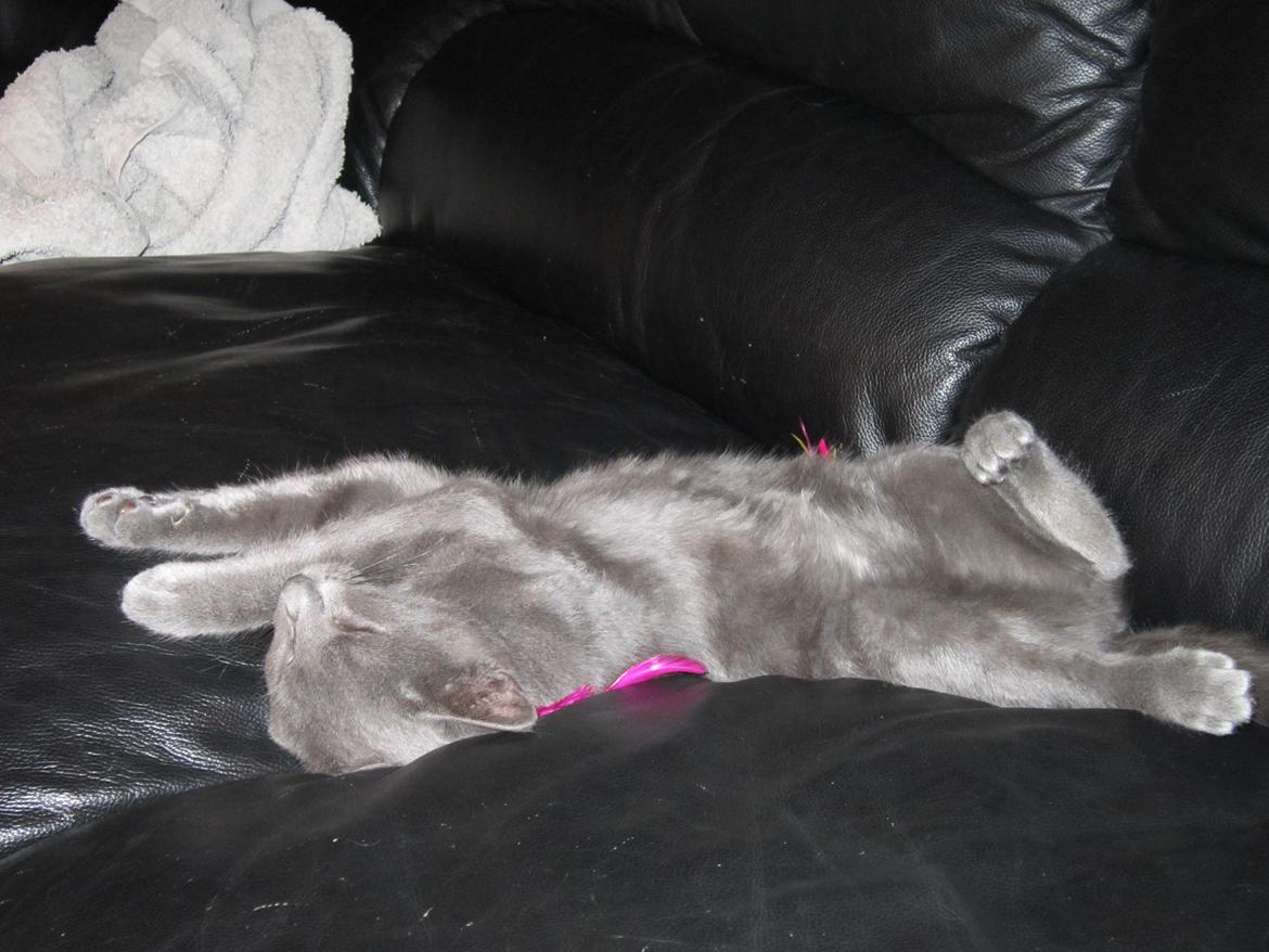 Huskat Smilla (lille fis) billede 19