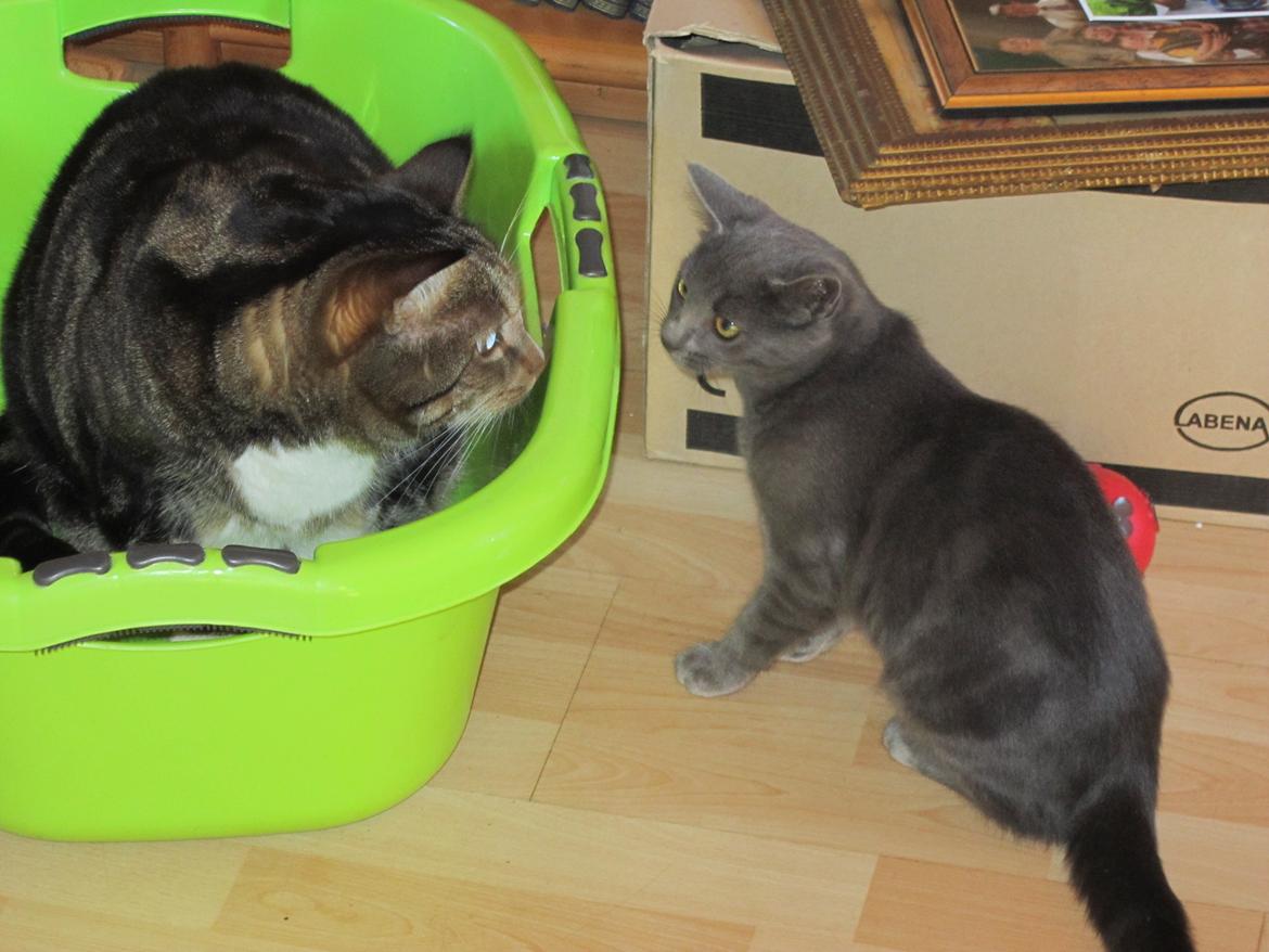 Huskat Smilla (lille fis) billede 20