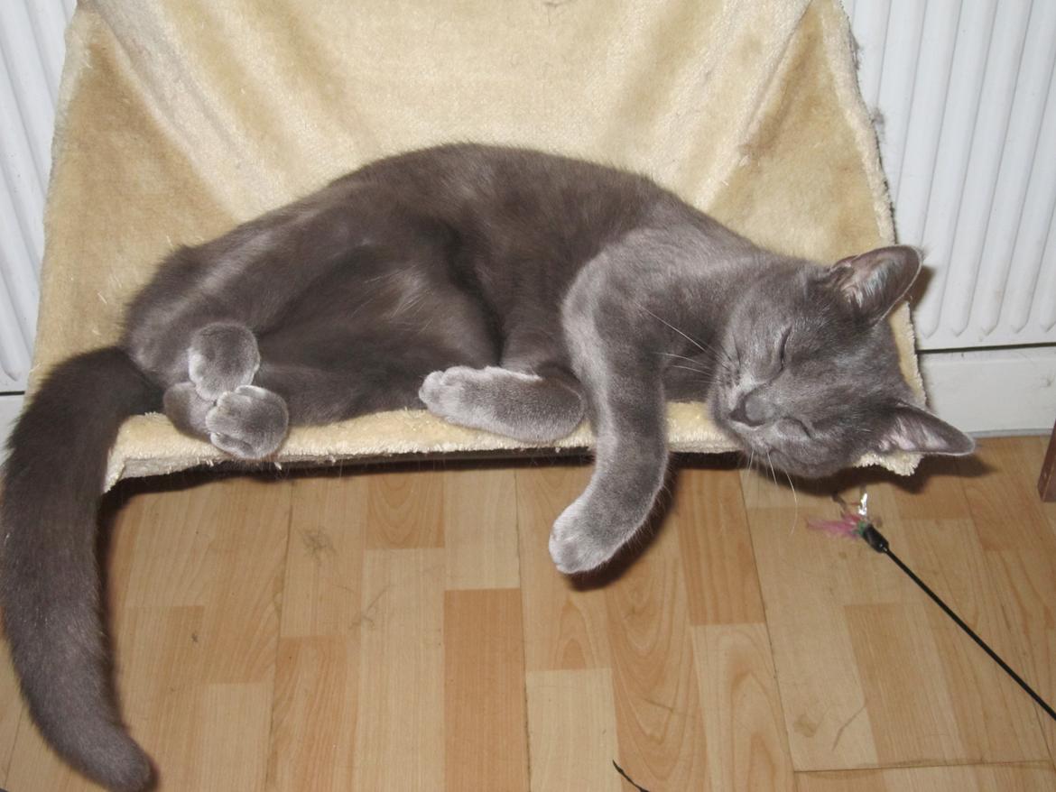 Huskat Smilla (lille fis) billede 21