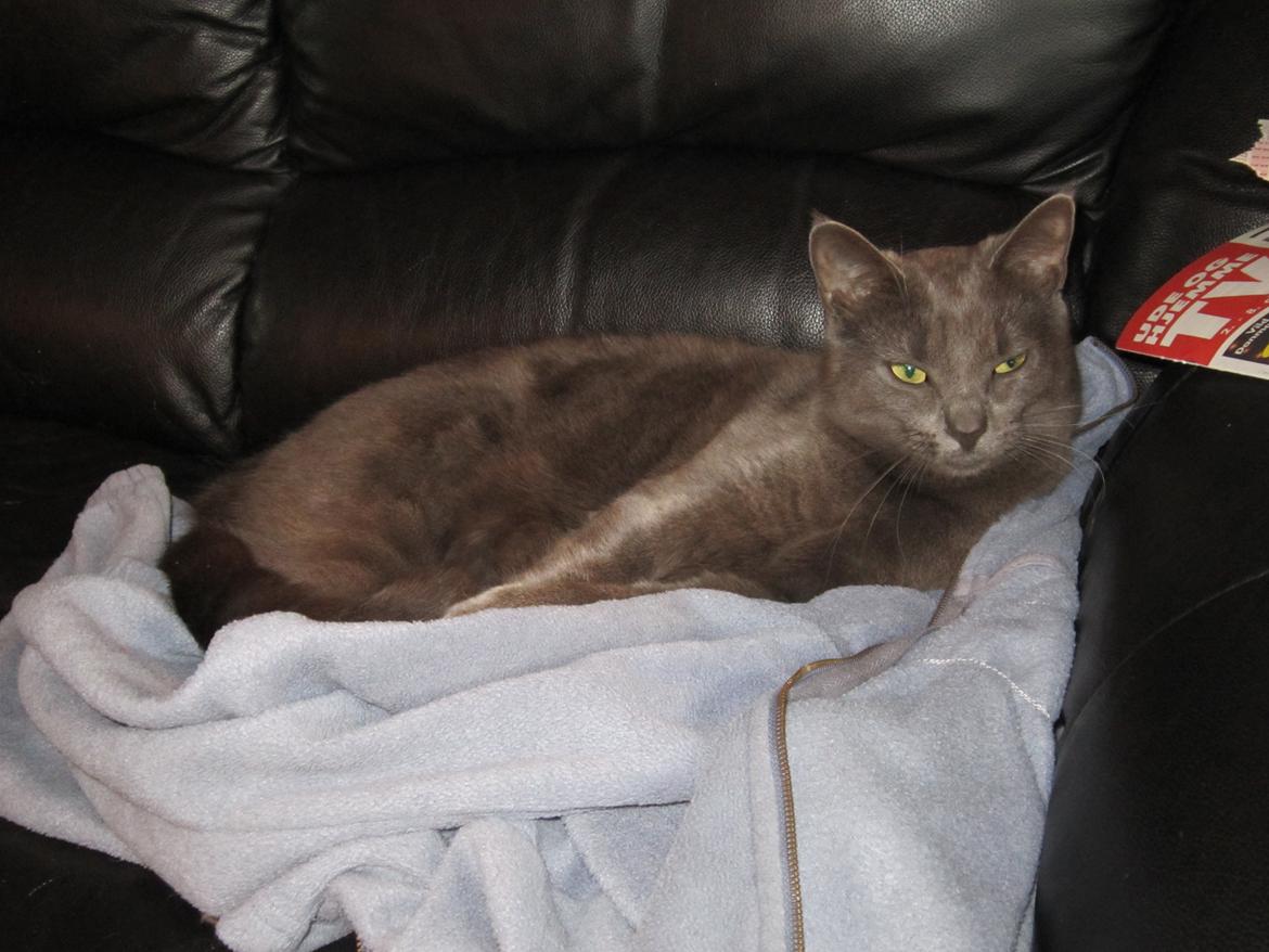 Huskat Smilla (lille fis) billede 22