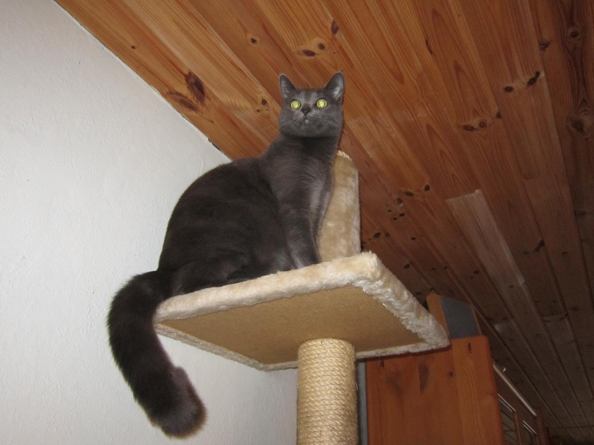 Huskat Smilla (lille fis) billede 23