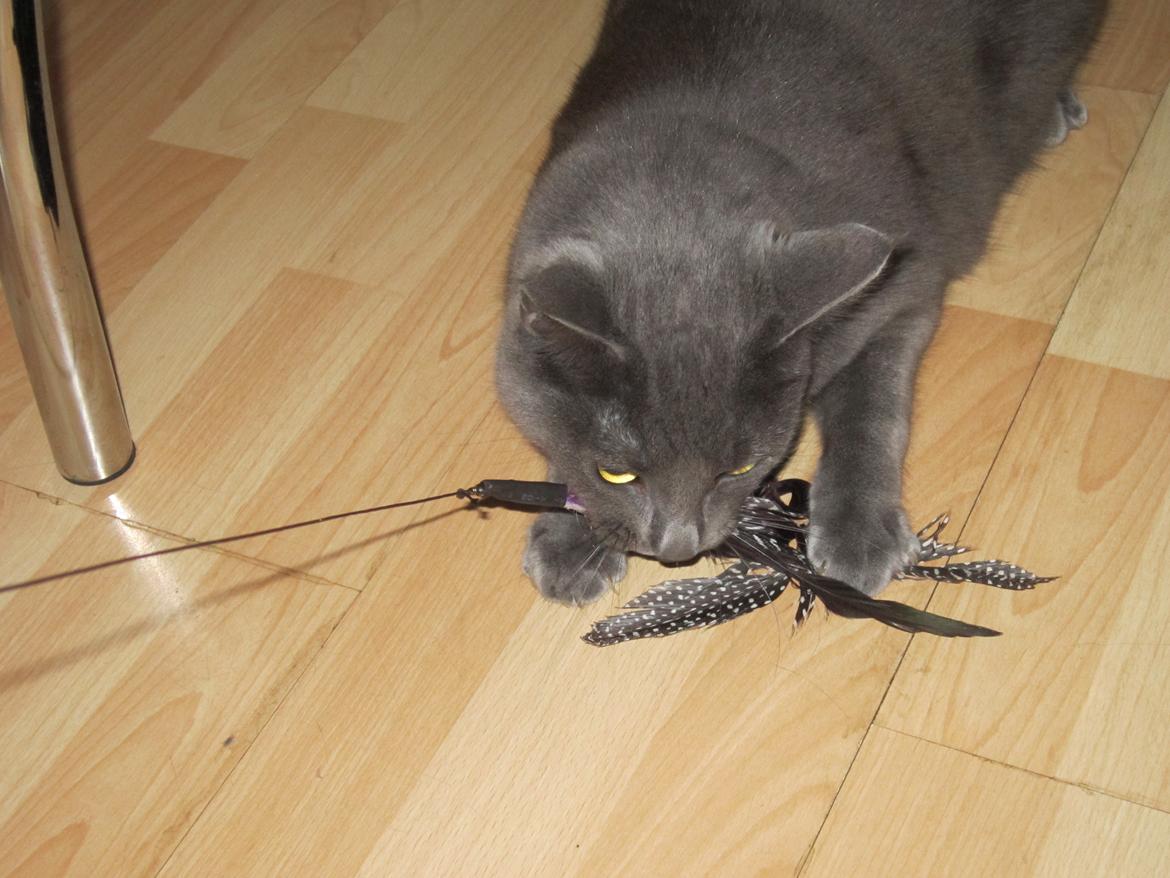 Huskat Smilla (lille fis) billede 24