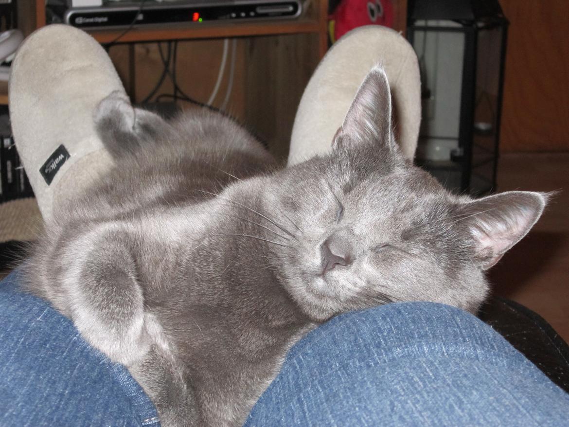 Huskat Smilla (lille fis) billede 25