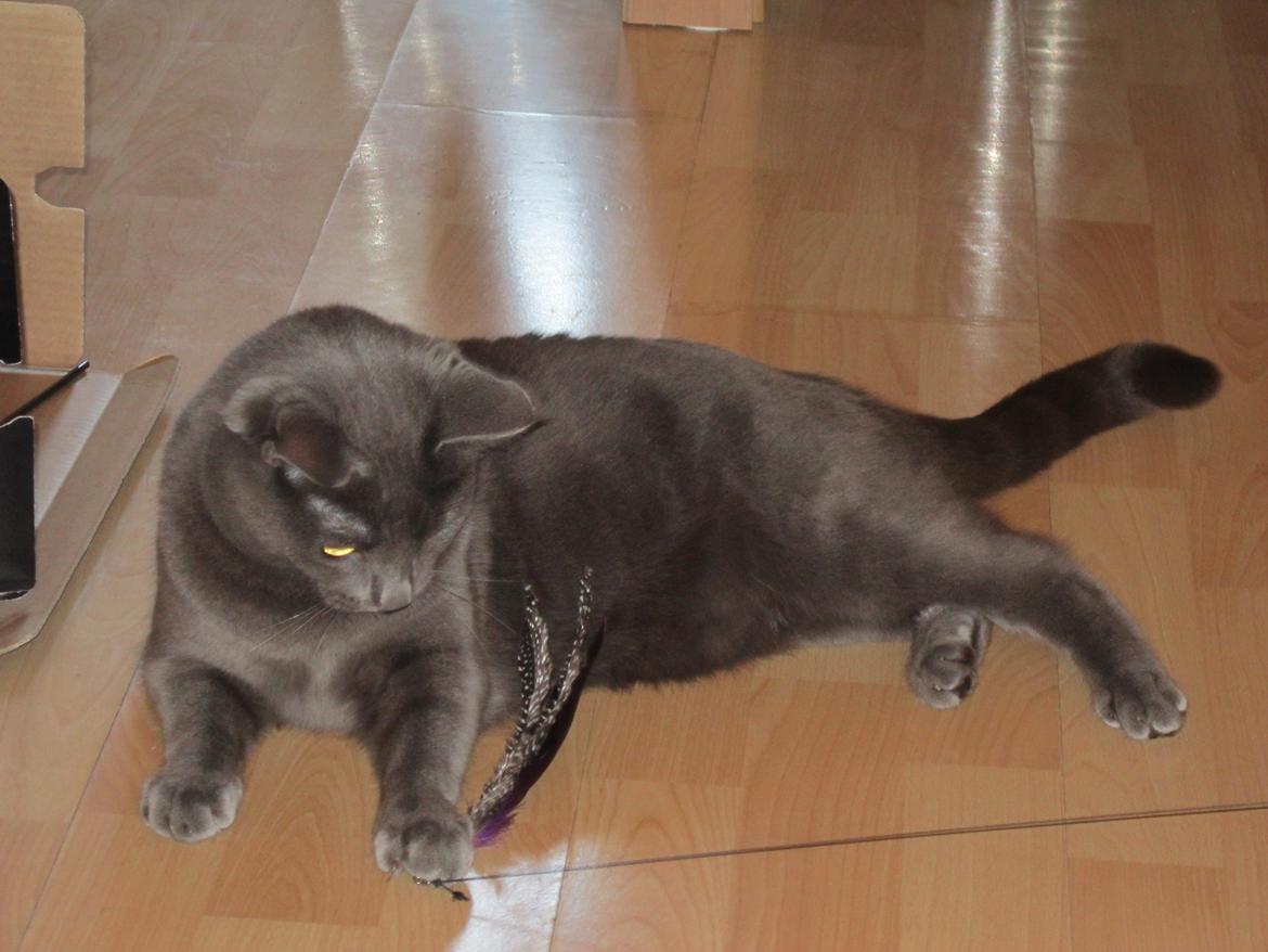 Huskat Smilla (lille fis) billede 26