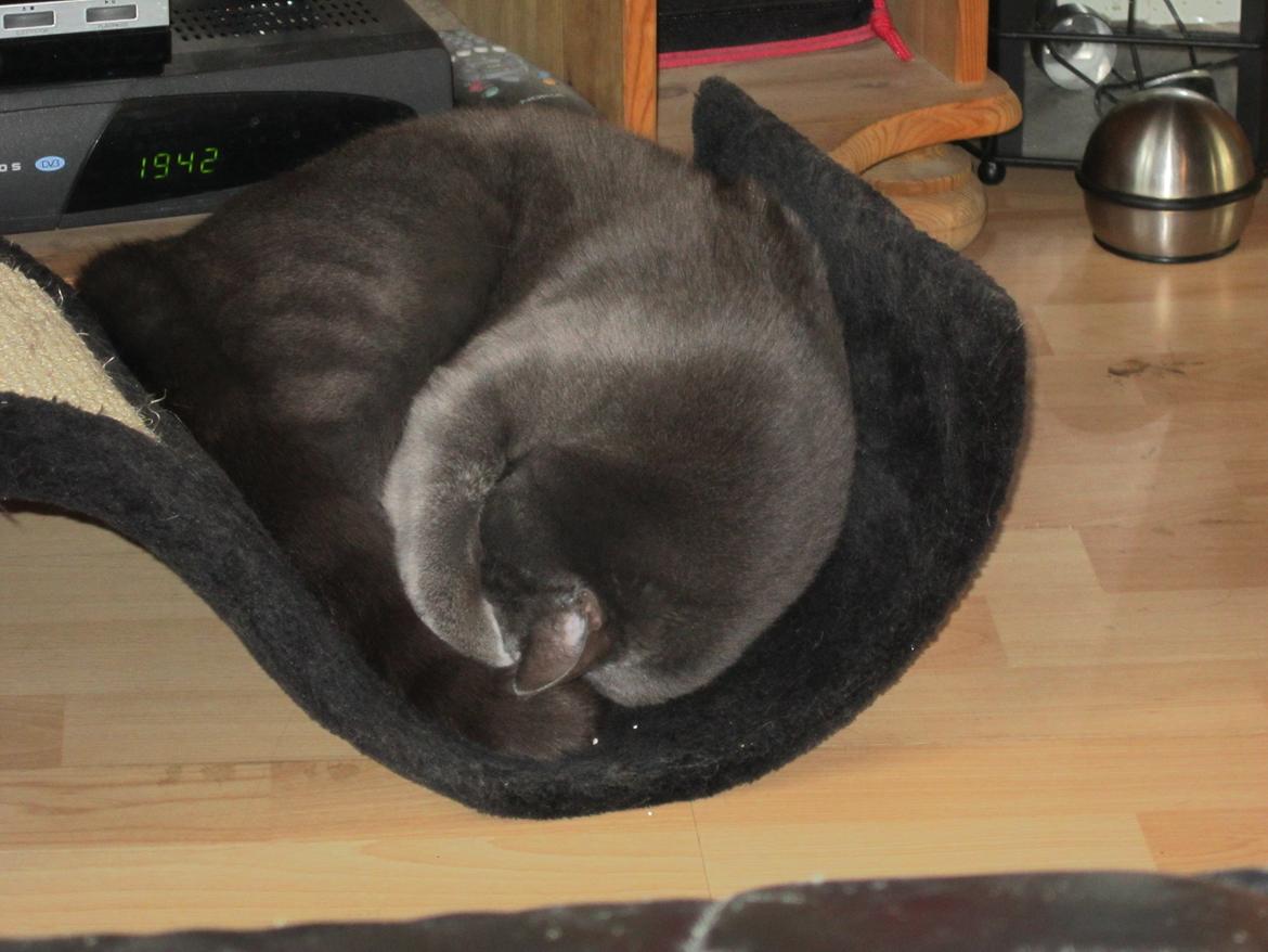 Huskat Smilla (lille fis) billede 28