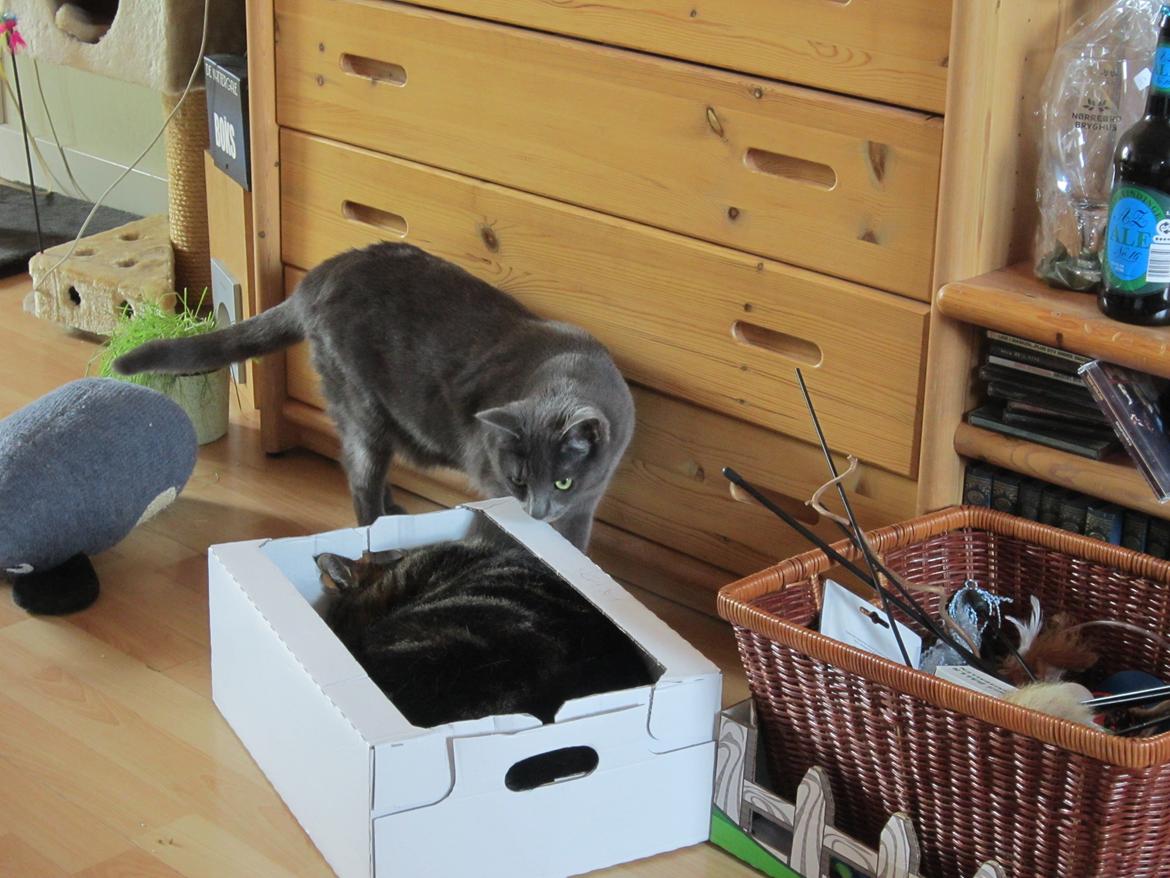 Huskat Smilla (lille fis) billede 29