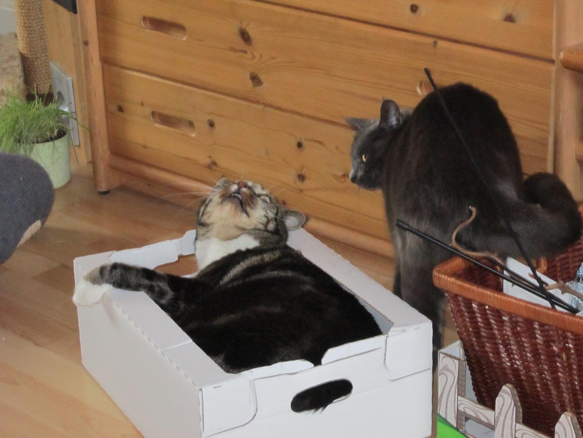 Huskat Smilla (lille fis) billede 30