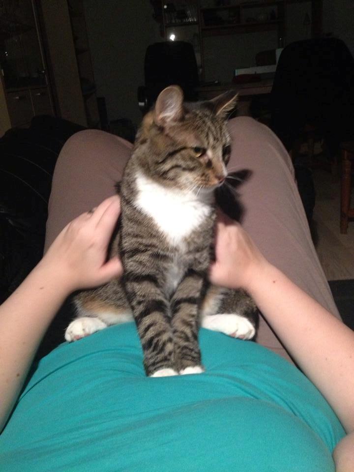 Huskat Simba billede 15