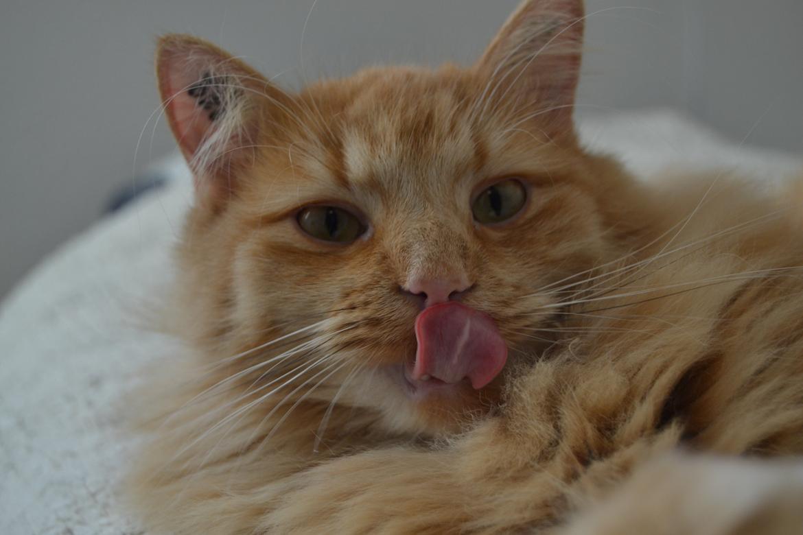 Blanding af racer Tabitha billede 6