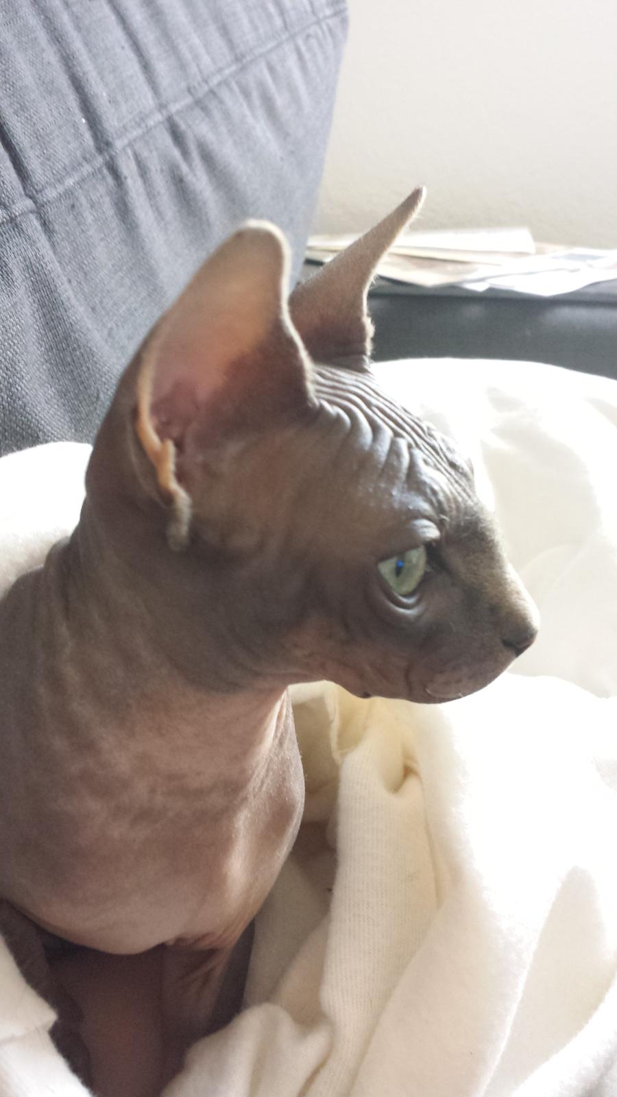 Sphynx Dexter (Smartinblack) billede 1
