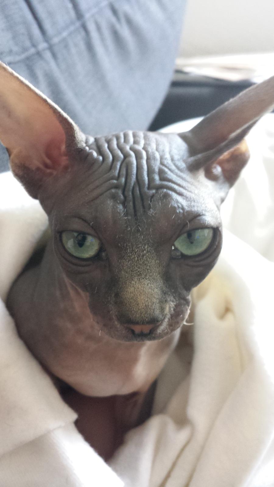 Sphynx Dexter (Smartinblack) billede 3