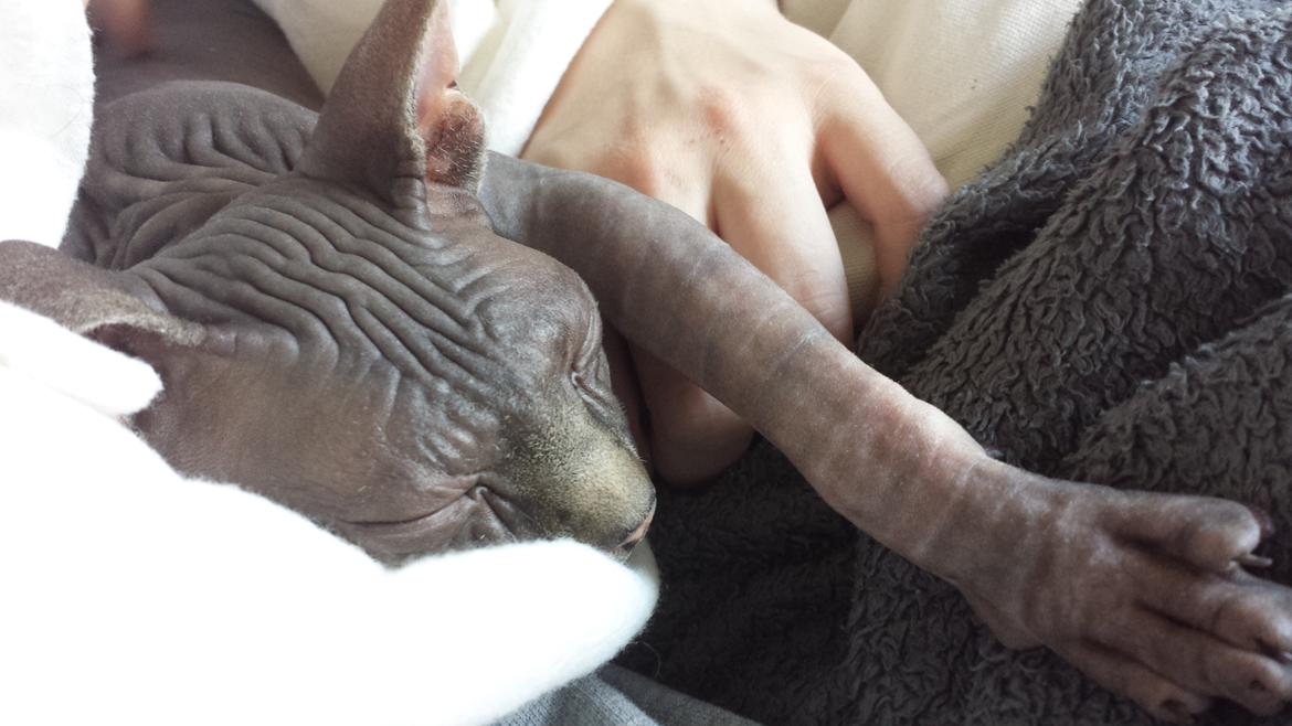 Sphynx Dexter (Smartinblack) billede 2