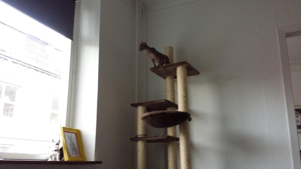 Sphynx Dexter (Smartinblack) billede 4