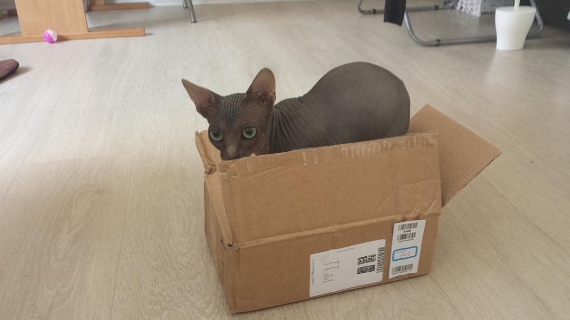 Sphynx Dexter (Smartinblack) billede 5