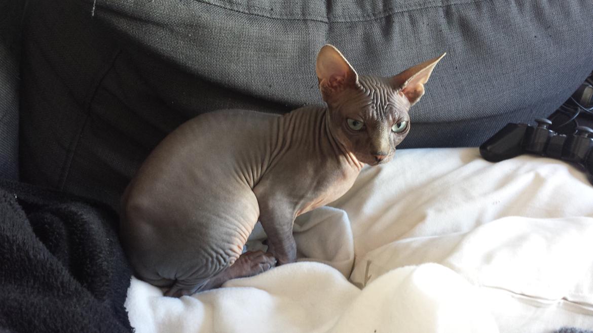 Sphynx Dexter (Smartinblack) billede 6
