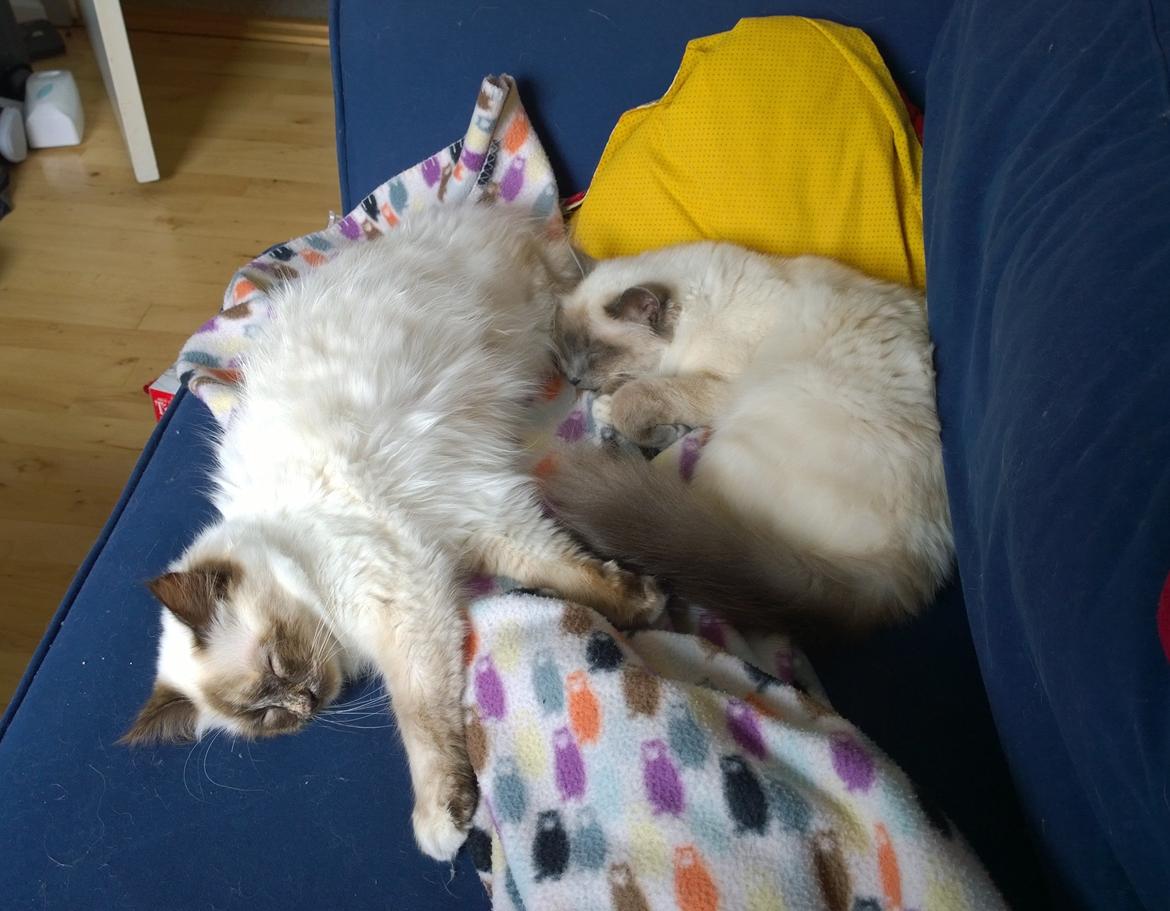 Hellig Birma Mischa - 3. juli 2014 - Mischa med hendes "søster" Zoey. billede 26