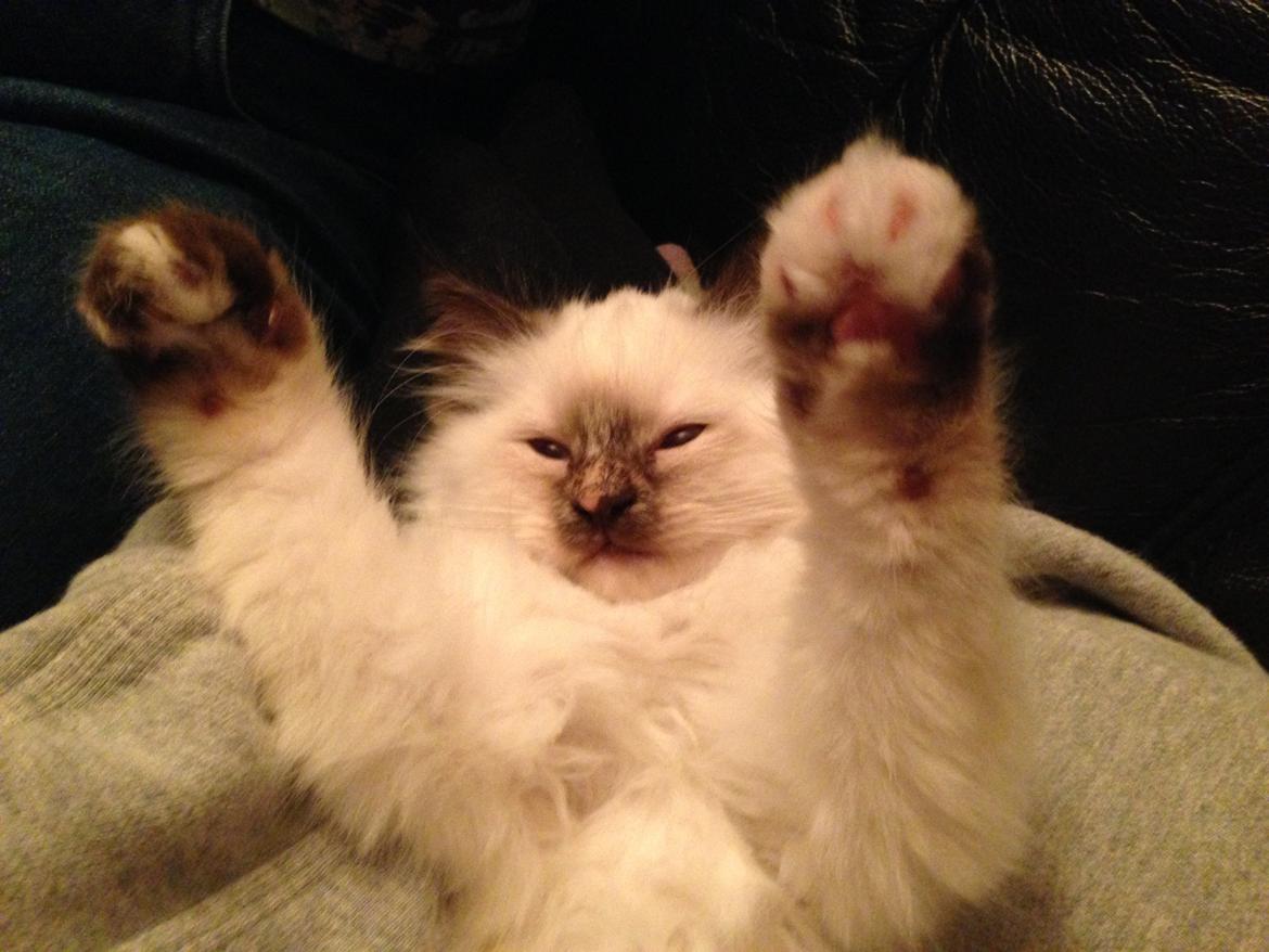 Hellig Birma Mischa - 1. november 2013 billede 8