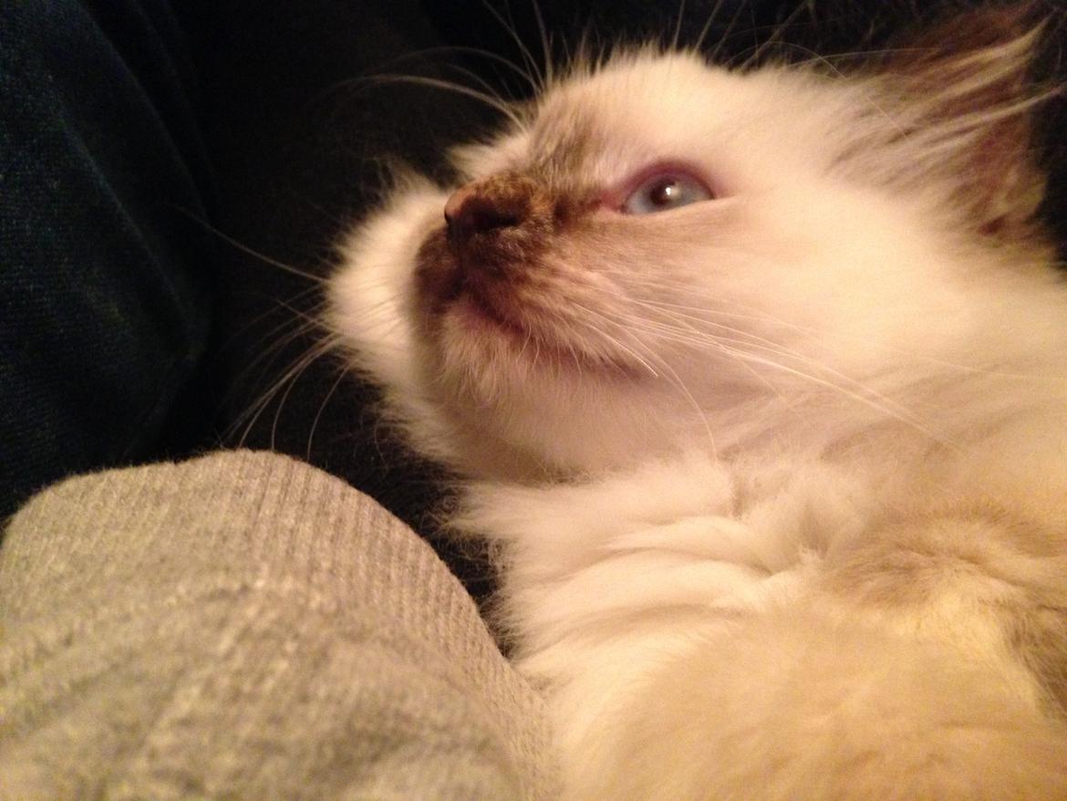 Hellig Birma Mischa - 1. november 2013 billede 9