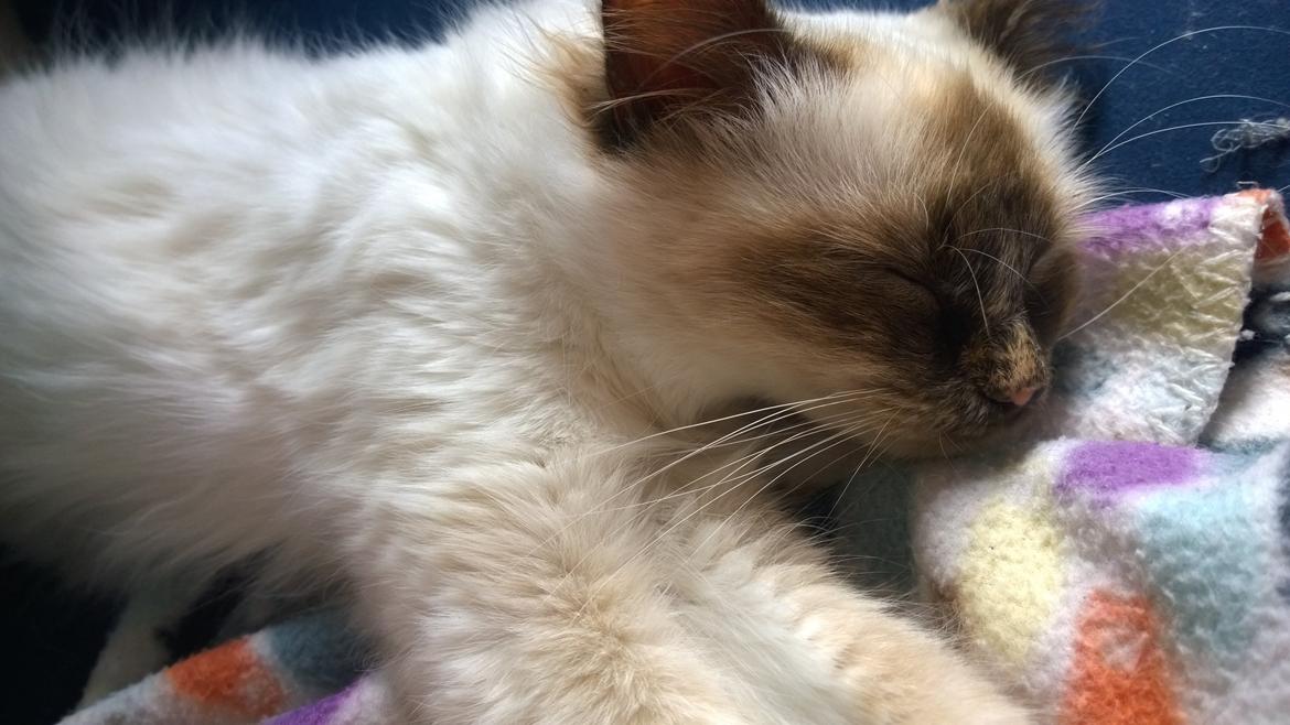 Hellig Birma Mischa - 28. juni 2014 billede 25