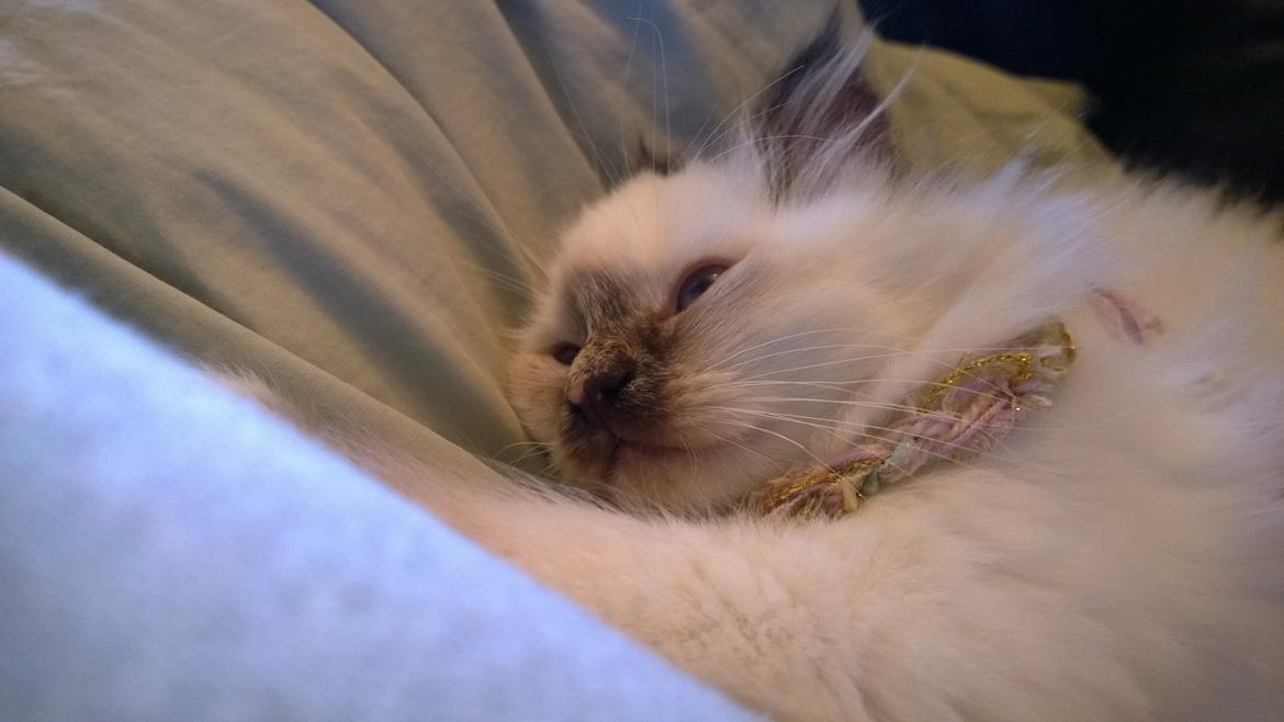 Hellig Birma Mischa - 7. november 2013 billede 12