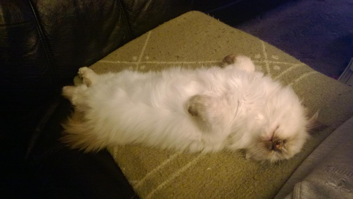 Hellig Birma Mischa - 10. november 2013 billede 13