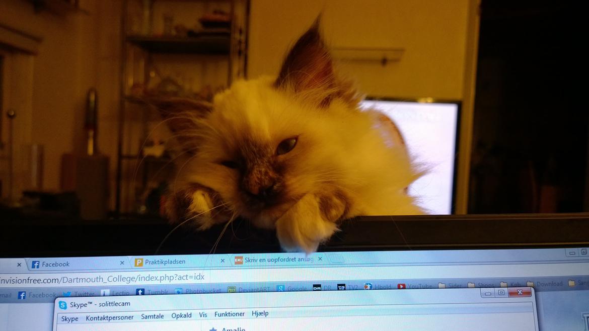 Hellig Birma Mischa - 12. november 2013 billede 14