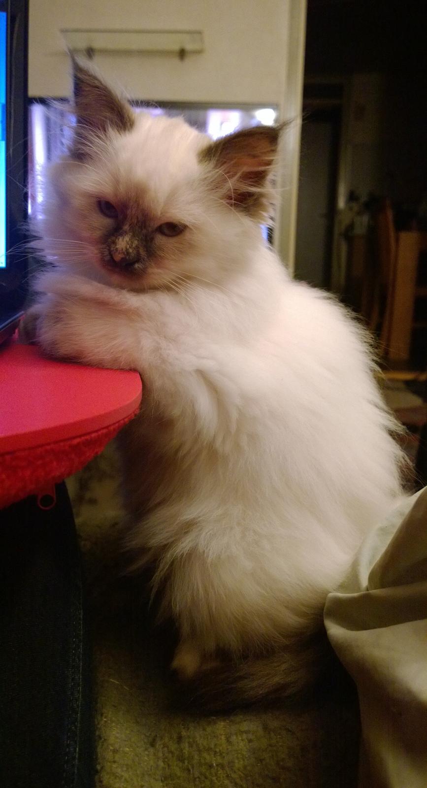 Hellig Birma Mischa - 12. november 2013 billede 15