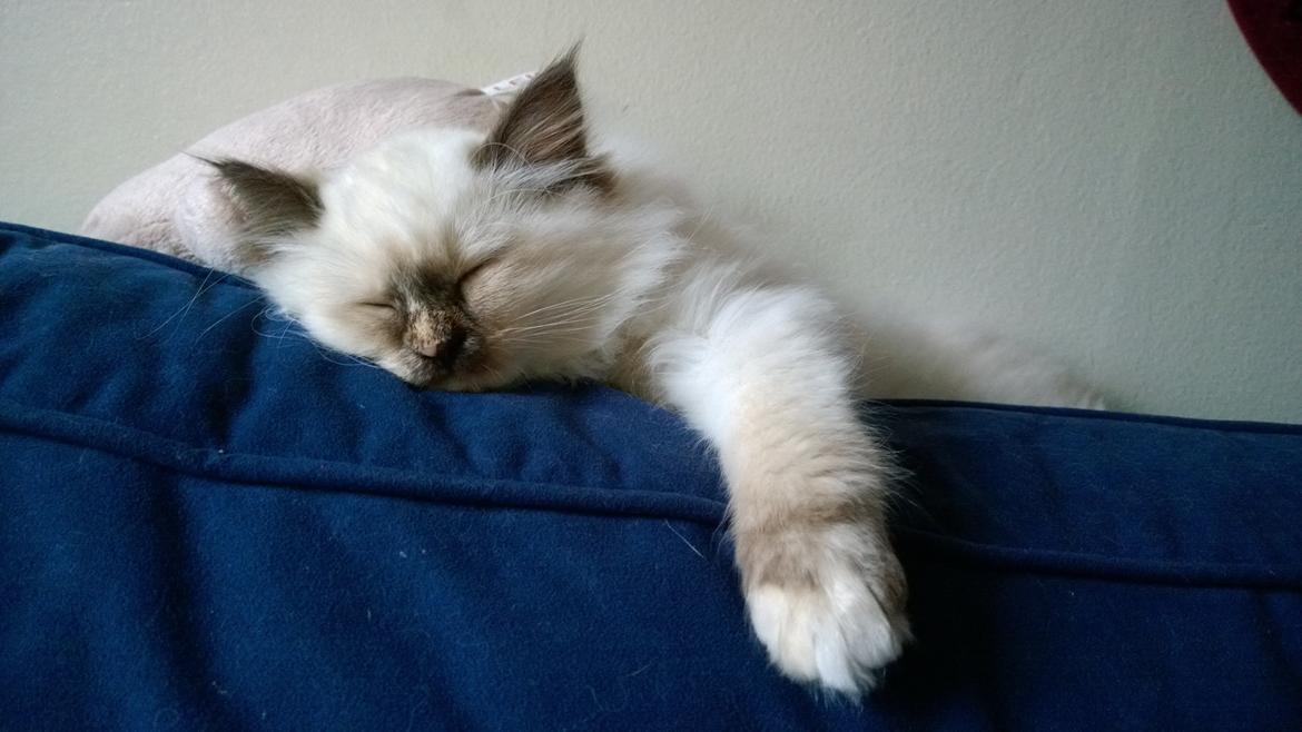 Hellig Birma Mischa - 15. november 2013 billede 16