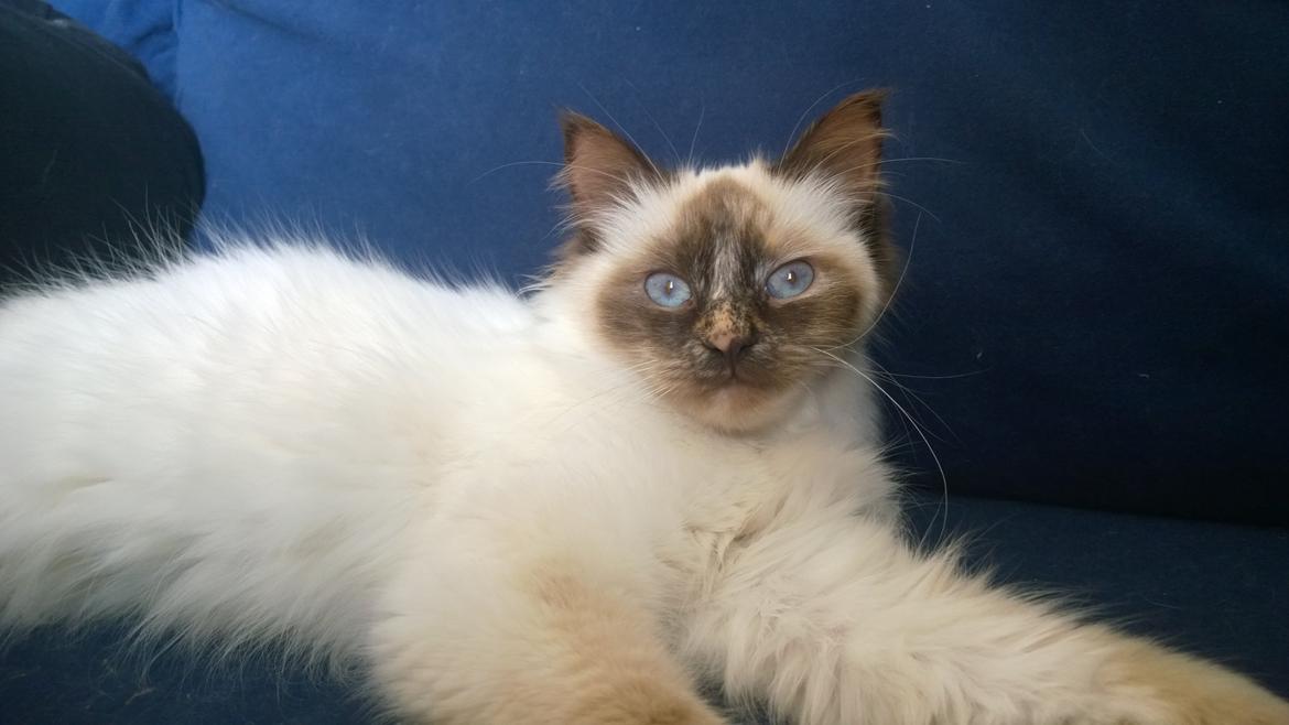 Hellig Birma Mischa - 15. juni 2014 billede 18