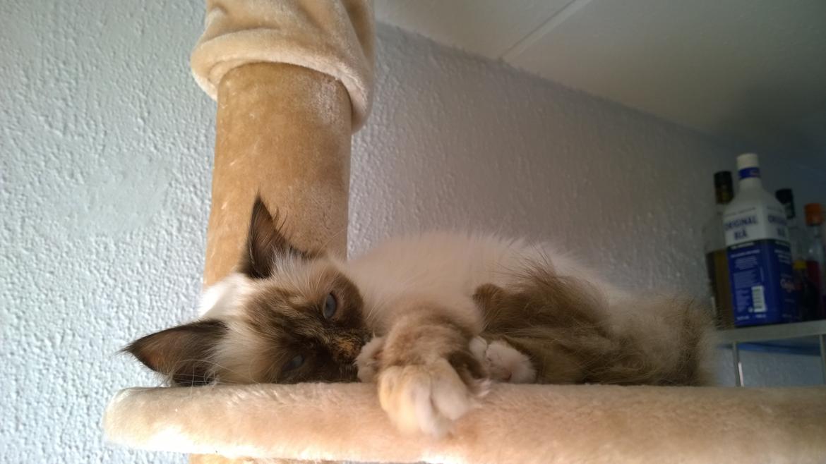 Hellig Birma Mischa - 21. maj 2014 billede 17