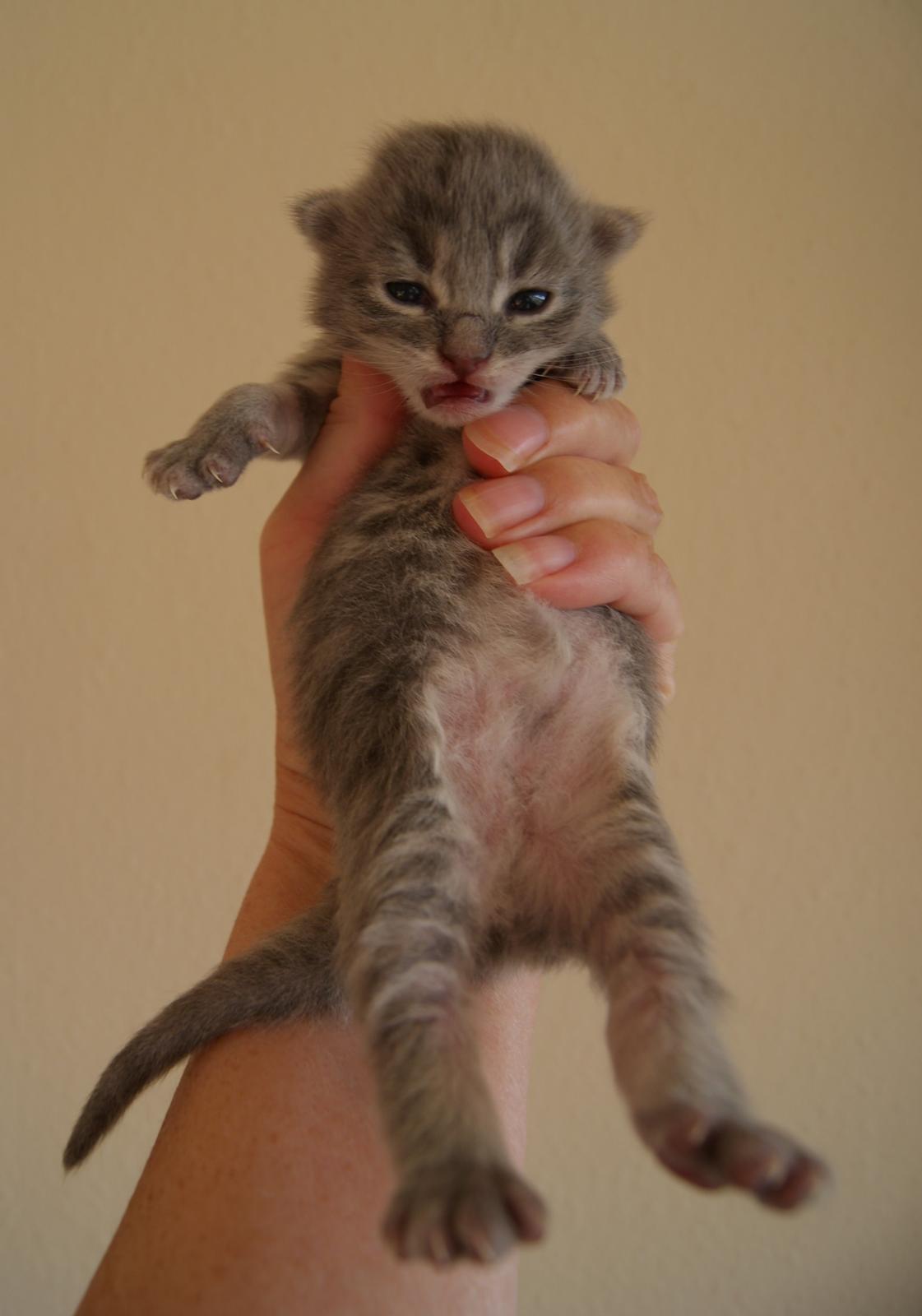 Maine Coon Sylvester Stalone - 10 dage - 30.06.2014 billede 12