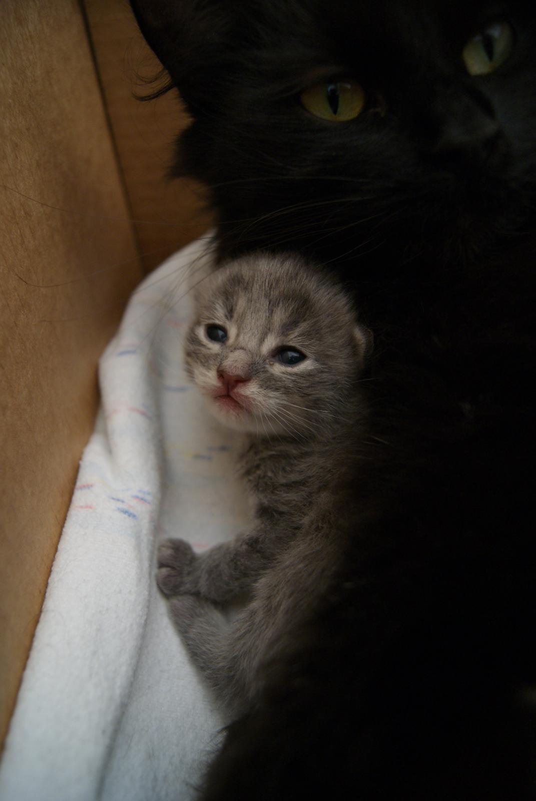 Maine Coon Sylvester Stalone - 10 dage - 30.06.2014 billede 13