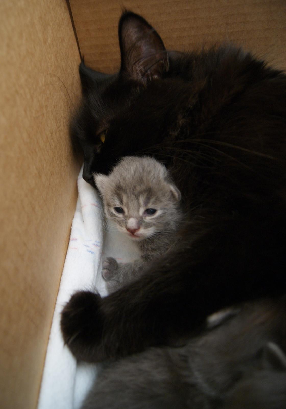 Maine Coon Sylvester Stalone - 10 dage - 30.06.2014 billede 14