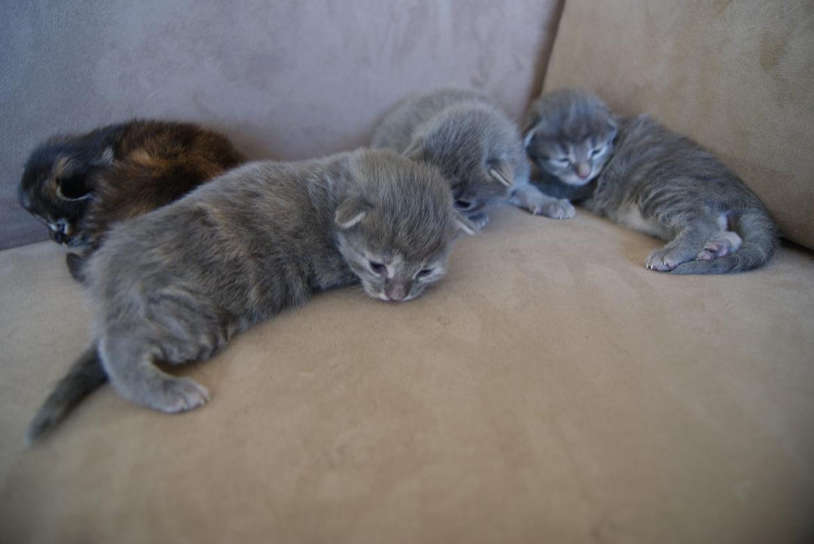 Maine Coon Sylvester Stalone - 11 dage - 01.07.2014 billede 15