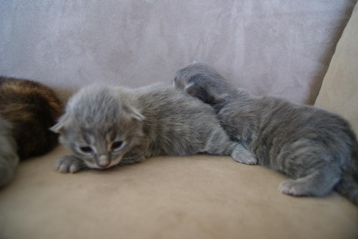 Maine Coon Sylvester Stalone - 11 dage - 01.07.2014 billede 16