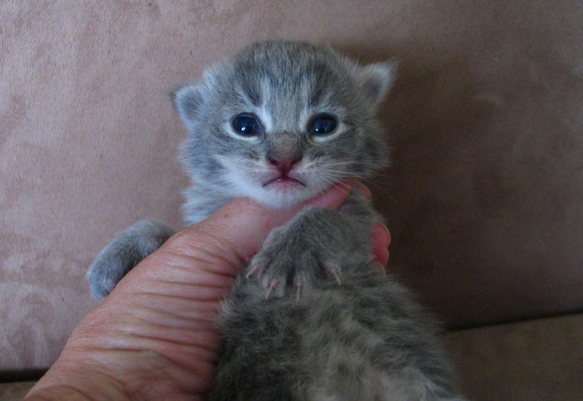 Maine Coon Sylvester Stalone - 13 dage. 03.07.2014  billede 17