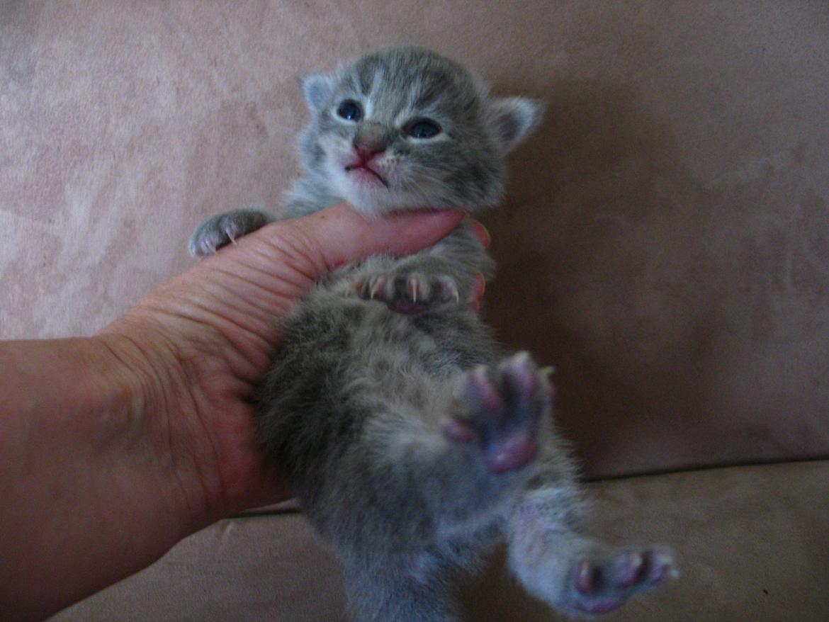 Maine Coon Sylvester Stalone - 13 dage. 03.07.2014  billede 18