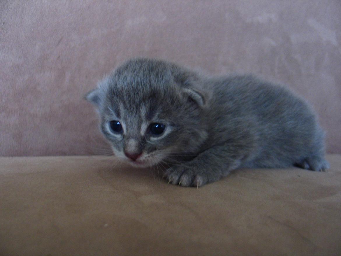 Maine Coon Sylvester Stalone - 13 dage. 03.07.2014  billede 19