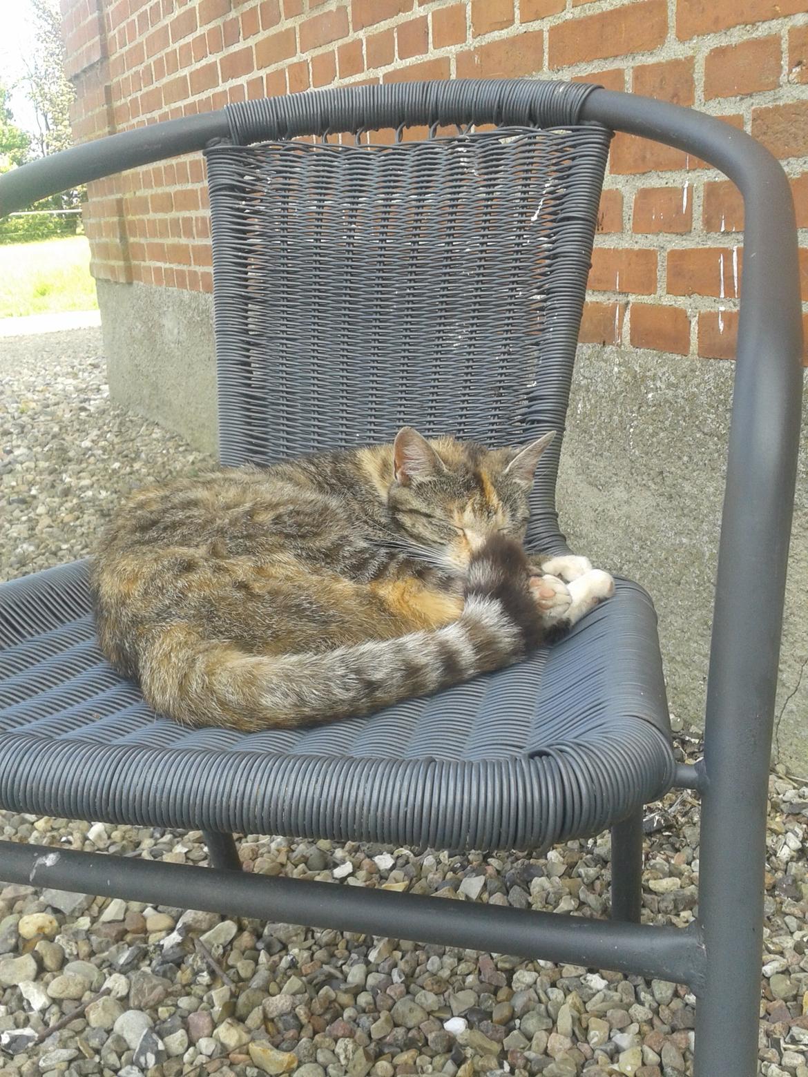 Huskat pus (mit et og alt) <3 - Stolen er hendes ynglings sted billede 24